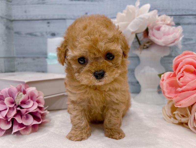 Toy Poodle for adoption Image eClassifieds4u
