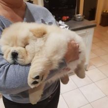 Cute and lovely Chow Chow puppies available