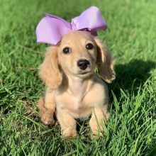 Fantastic Male and Female Dachshund Puppies Now Ready For Adoption