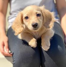 Fantastic Male and Female Dachshund Puppies Now Ready For Adoption