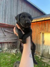 Home raised Male and Female Great Dane puppies