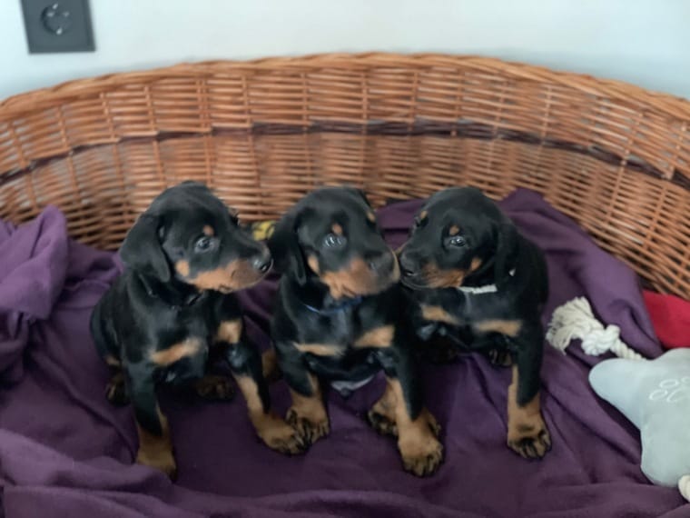 Adorable Dachshunds puppies Image eClassifieds4u