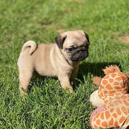 Adorable Pug puppies available, Image eClassifieds4u