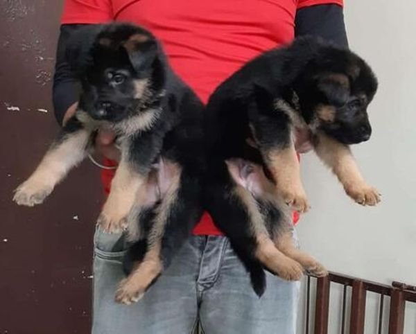 Beautiful German shepherd puppies Image eClassifieds4u