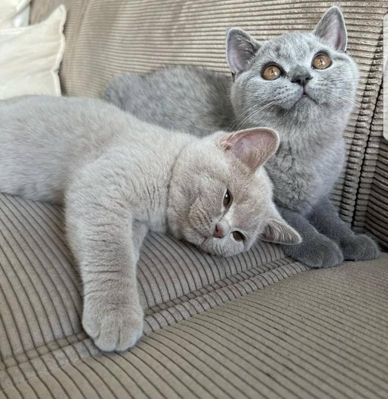 British Shorthair Kittens For Adoption Image eClassifieds4u