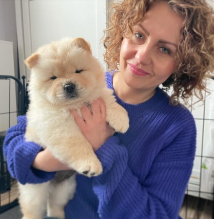 CKC Chow Chow Puppies Image eClassifieds4u