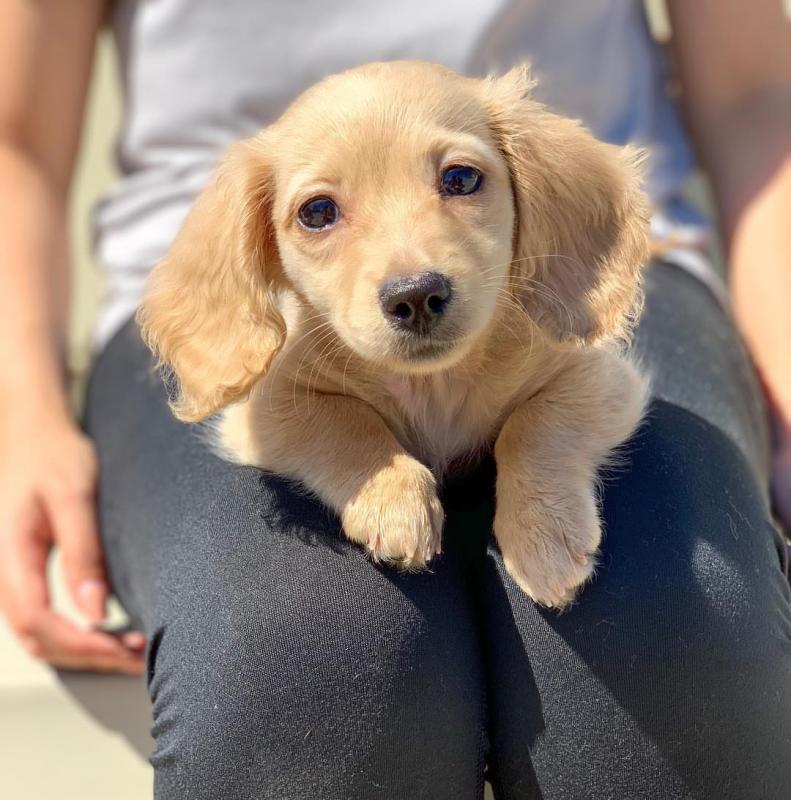 Fantastic Male and Female Dachshund Puppies Now Ready For Adoption Image eClassifieds4u