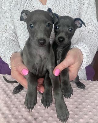 Lovely Male and Italian Greyhound Puppies, Image eClassifieds4u