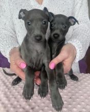 Lovely Male and Italian Greyhound Puppies, Image eClassifieds4u 2