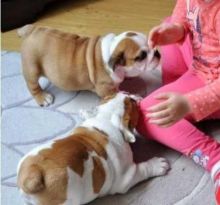 Male and female English Bulldog puppies available Image eClassifieds4u 2
