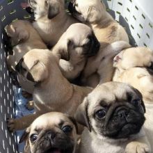 Pug puppies for Adoption Image eClassifieds4U