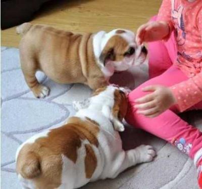 Male and female English Bulldog puppies available Image eClassifieds4u