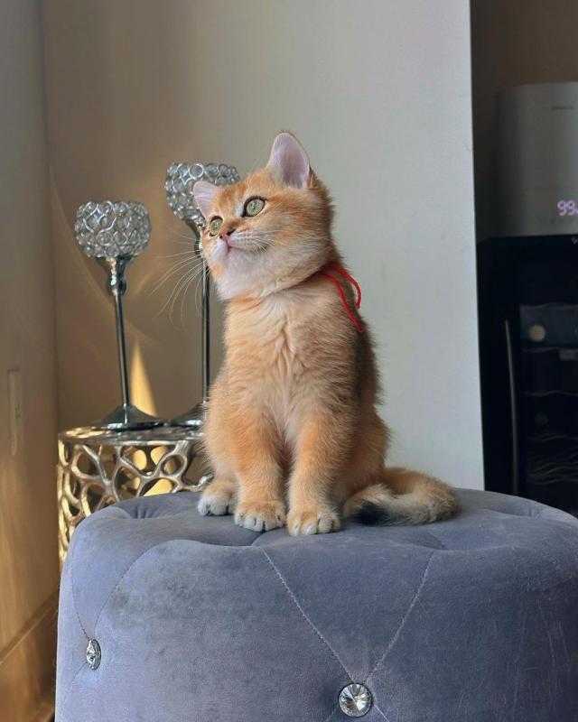 Pedigree Purebred British Shorthair 14 Weeks Old Ready For Forever Homes Image eClassifieds4u