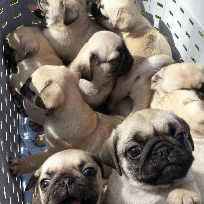 Pug puppies for Adoption Image eClassifieds4u