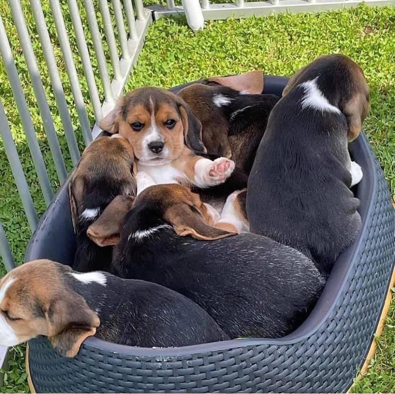 *2 Fully Vaccinated Beautiful Beagles remaining* Image eClassifieds4u