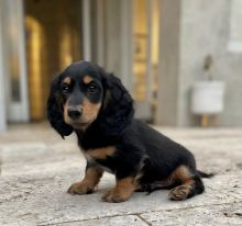 Beauty Dachshund 9 weeks old