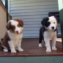Beautiful Border Collie Puppies