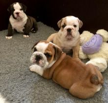 Champion English Bulldog Puppies💤💦💥