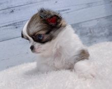 chihuahua puppies available for adoption