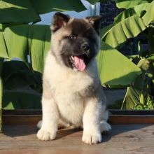 Gorgeous Akita Puppies💦💤💤💦💦💦