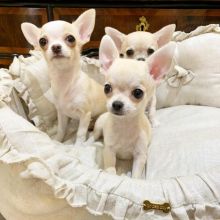 READY NOW kC REG LONG/SHORT chihuahua 1 female 3 males💦