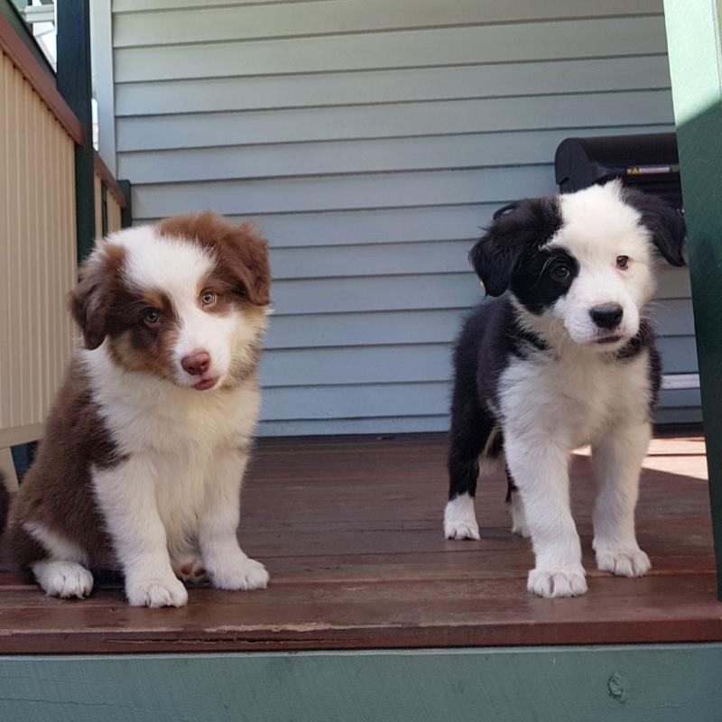 Beautiful Border Collie Puppies Image eClassifieds4u