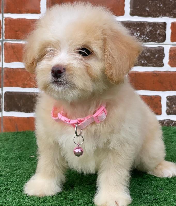 lhasa apso puppies available Image eClassifieds4u