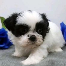 Adorable Male And Female Shih Tzu Puppies Image eClassifieds4U