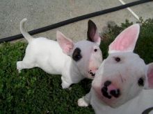 4 female Pitt/bull terrier puppies need homes Image eClassifieds4U