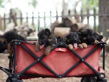 German shepherd puppies Image eClassifieds4u 3