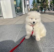 Gorgeous Pure Samoyed puppies Image eClassifieds4u 4
