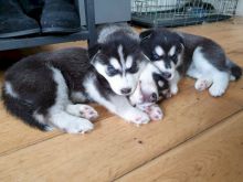 Two Gorgeous, quality AKC Siberian husky puppies Image eClassifieds4U