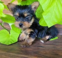 Yorkshire Terrier Puppy's (Vancouver) Image eClassifieds4U