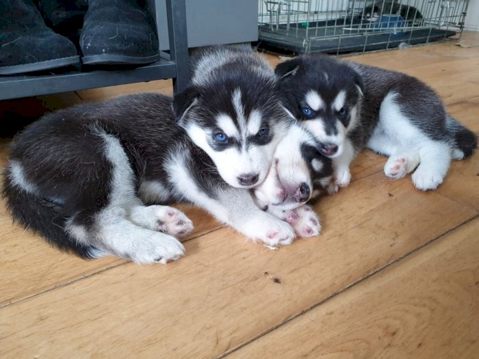 Two Gorgeous, quality AKC Siberian husky puppies Image eClassifieds4u