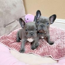 Fancy French Bulldog Puppies Available