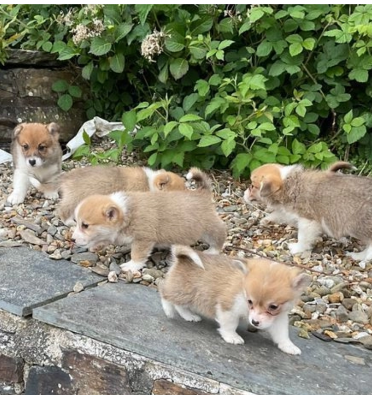 Beautiful Corgi Puppies Image eClassifieds4u