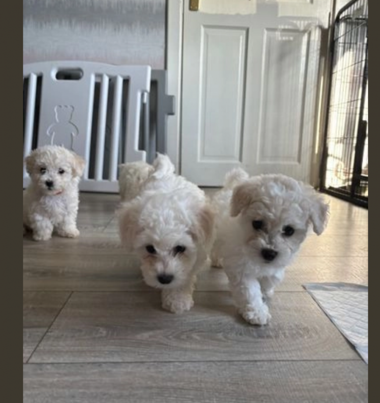 Bichon frise puppies available Image eClassifieds4u