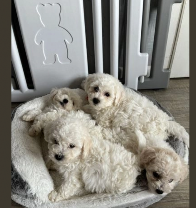 Bichon frise puppies available Image eClassifieds4u