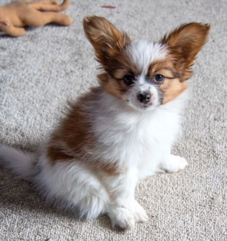 For sale 4 lively papillon puppies, Image eClassifieds4u