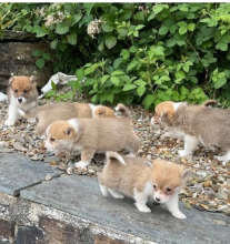 Beautiful Corgi Puppies Image eClassifieds4u 4