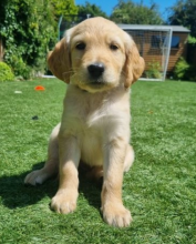 Beautiful Golden Retriever Puppies for Sale Image eClassifieds4u 2