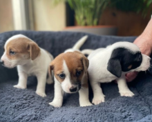 Miniature Jack Russell's Puppies available Image eClassifieds4u 4