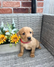 PEDIGREE LABRADOR PUPIES VARIOUS COLOURS Image eClassifieds4u 4