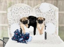 Pug puppies ready to go Image eClassifieds4u 2