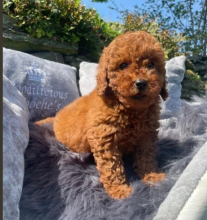 Toy Poodle puppies for sale Image eClassifieds4u 4
