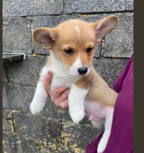 Welsh Pembrokeshire Corgis available Image eClassifieds4u 3