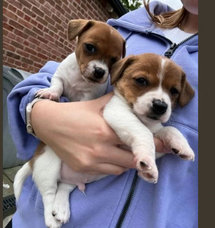Miniature Jack Russell's Puppies available Image eClassifieds4u