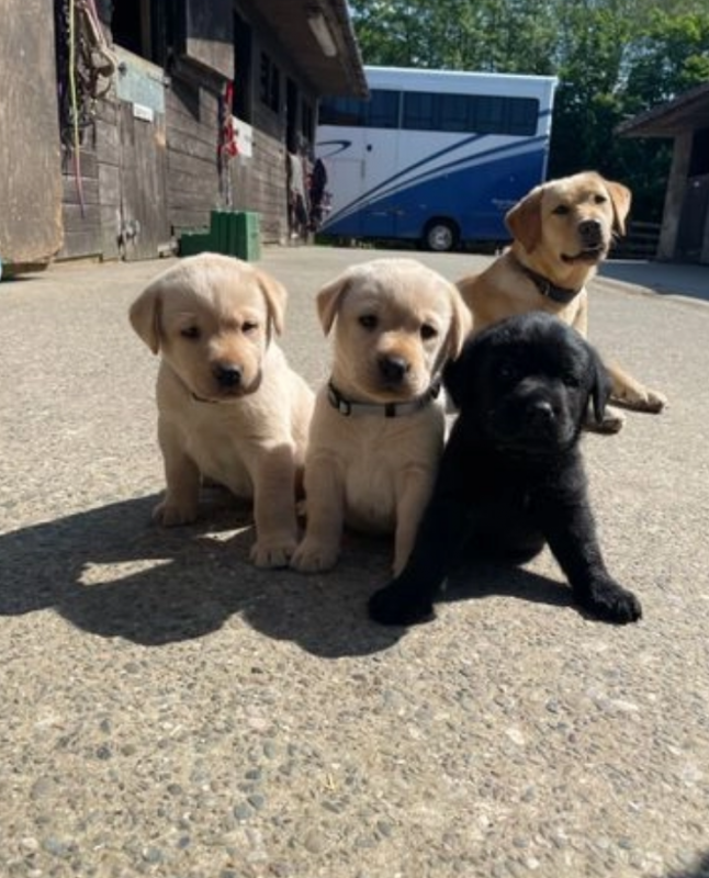 PEDIGREE LABRADOR PUPIES VARIOUS COLOURS Image eClassifieds4u