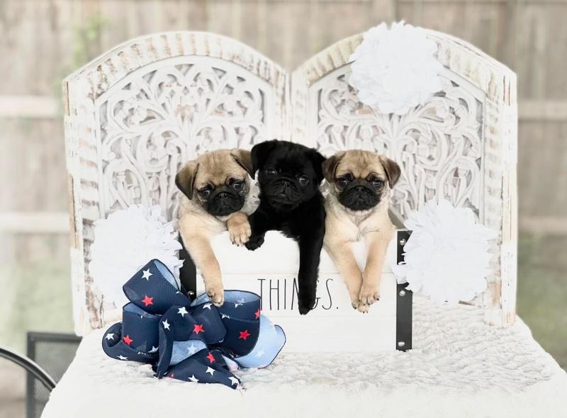 Pug puppies ready to go Image eClassifieds4u
