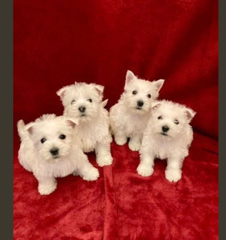 Ready to leave KC reg West Highland puppies Image eClassifieds4u